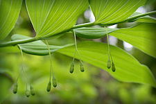 Solomon seal plant picture, Stems grow to a height of from 18 inches to 2 feet, or even more and bend over gracefully. Large, light green, and broad ovate leaves grow alternately on the stem, clasping it at the bases. The flowers are tubular, succulent and thick, light yellow- green, and hang in little drooping clusters of two to five, growing from the leaf axils.