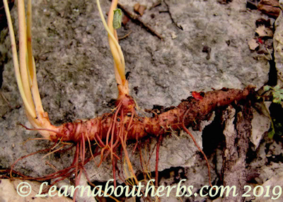bloodroot red colored root