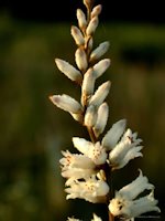 Colic Root, Aletris farinosa, herb, white flower spike picture