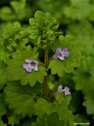 Ground ivy herb picture, creeping charlie