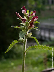 Lousewort picture Pedicularis flower