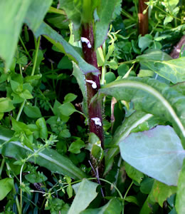 wild lettuce stem excuding milky sap used for herbal pain relief