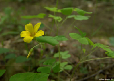 wood sorrel plant picture with yellow flower and clover shaped leaves
