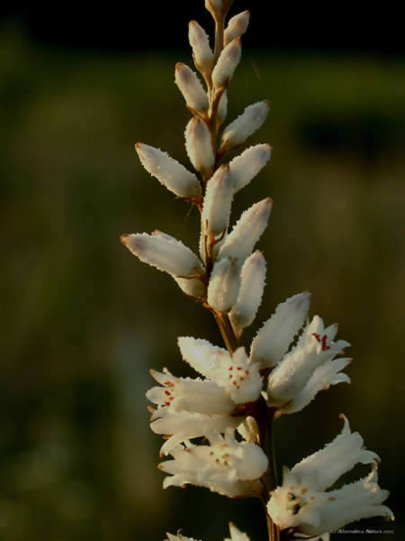aletris farinosa flower, white flowers on spike