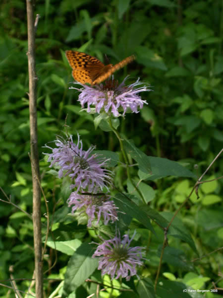 Bee Balm flowers picture with Butterfly