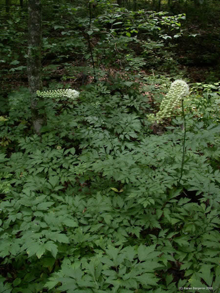black cohosh herb picture cimifuga racemosa white flower spike