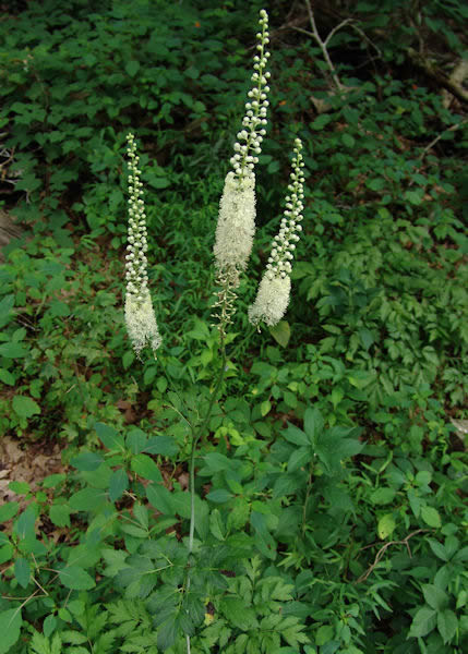 Black Cohosh White Flower spike blooming in May