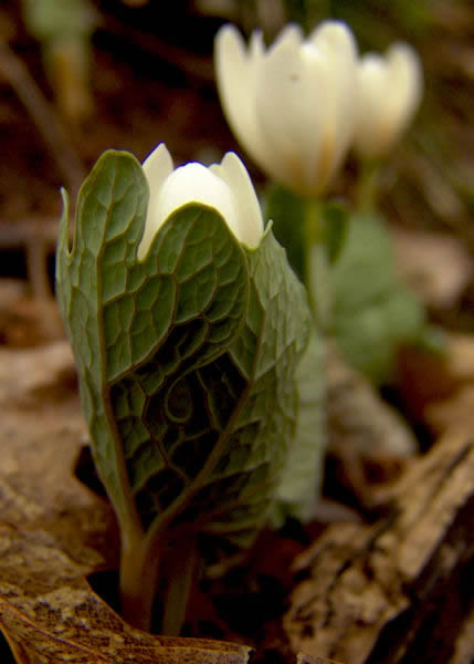 Bloodroot flower bloom emerging from leaves in early Spring