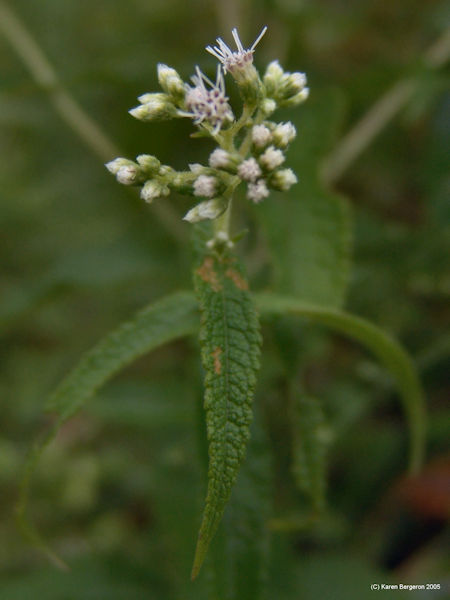 close up of Boneset herb flower picture