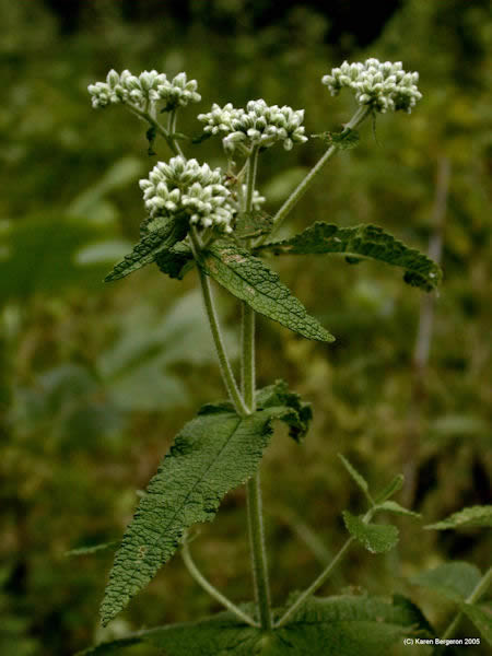 Boneset herb Eupatorium perfoliatum picture white flower clusters