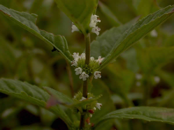 bugleweed herb close-up