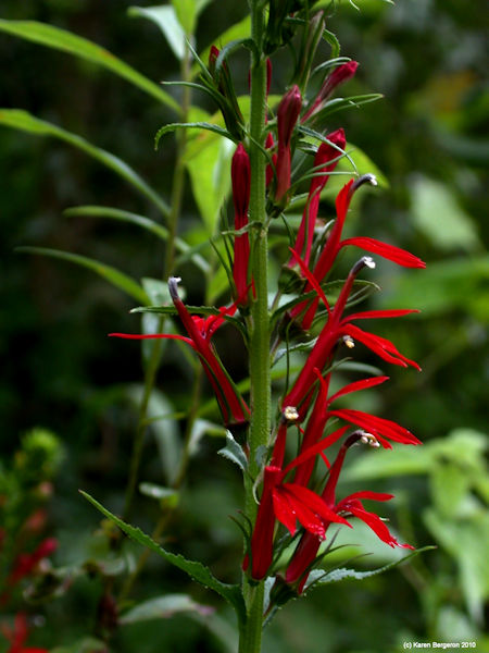 cardinal flower lobelia cardinalis red spike wildflower herb picture