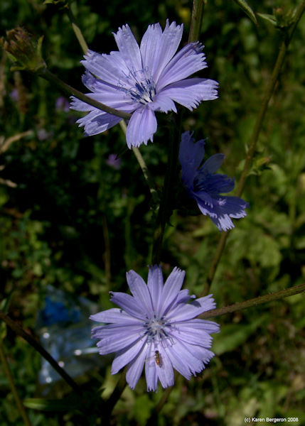 chicory wildflowerherb picture Cichorium intybus
