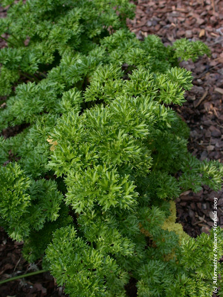 curly parsley herb picture Petroselinum crispum 
