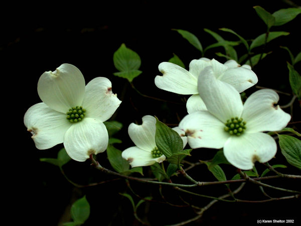 Dogwood Flowers picture