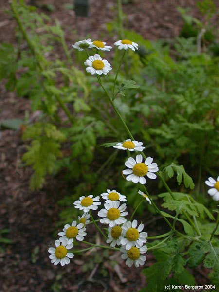 feverfew herb picture herbal remedy Chrysanthemum parthenium