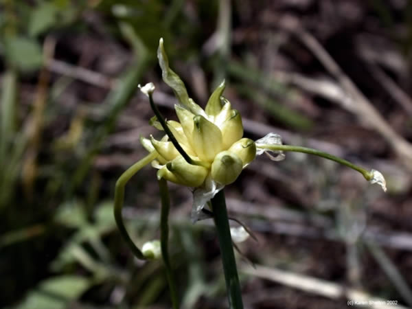 Garlic, Allium Sativum herb plant picture 