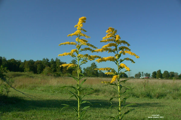 goldenrod Solidago canadensis plant wildflower picture
