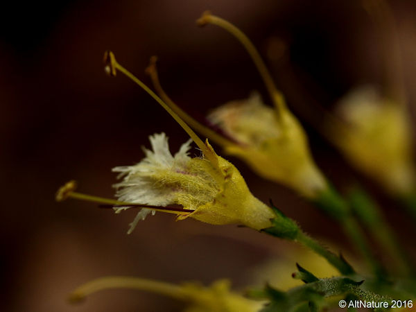 Horse Balm, Stoneroot, yellow flower close-up picture