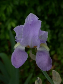 iris Tennessee state flower Iris x germanica