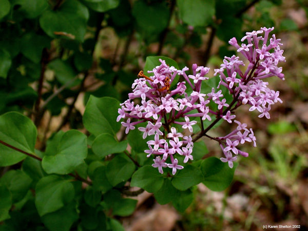 lilac bush flower photo Syringa spp.