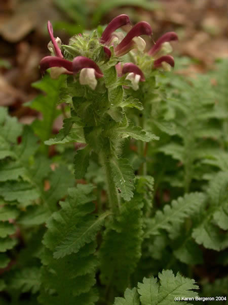 Lousewort herb flower picture