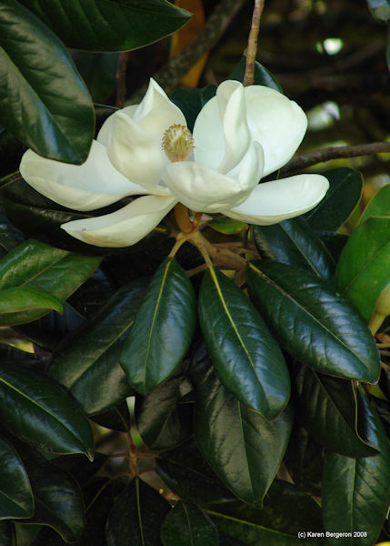 Magnolia viriginiana picture medicinal tree