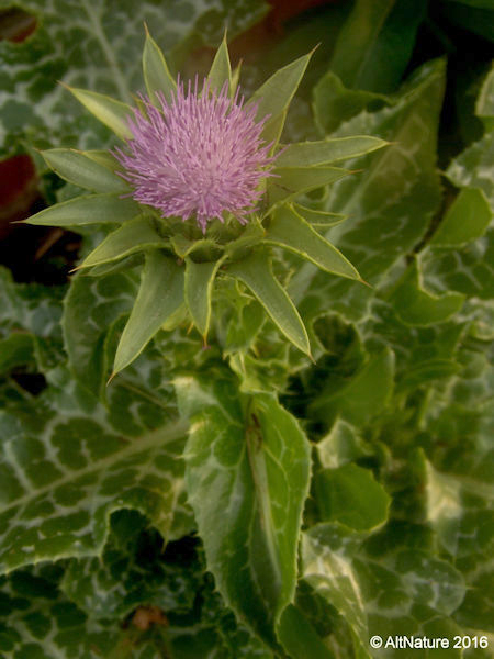 Milk Thistle, Medicinal Plant. Seeds used for liver issues.