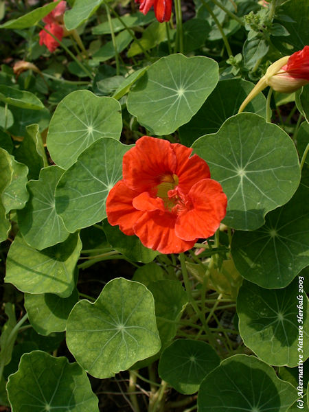 Nasturtium Officinale herb picture edible flower plant