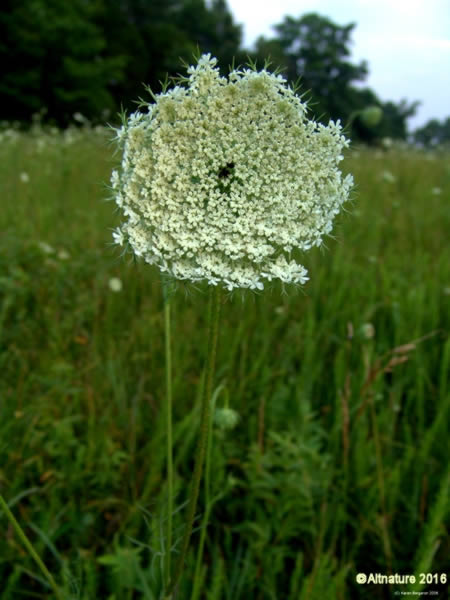 wild carrot queen anne's lace flower picture