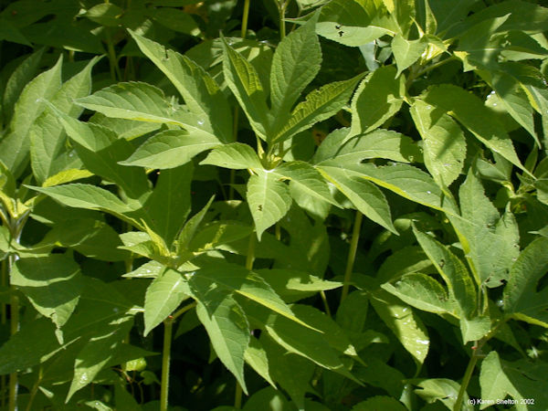 ragweed ambrosia trifida plant picture
