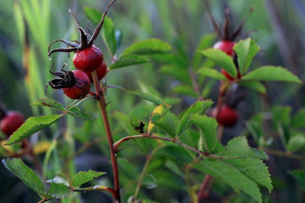 wild rose hips picture rosa spp.