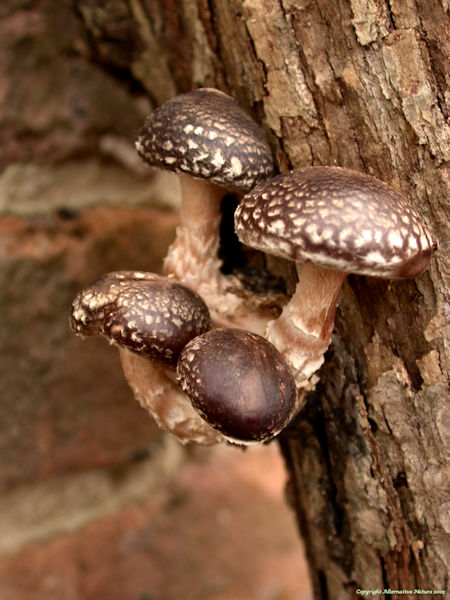 shiitake medicinal mushroom Lentinula edodes picture