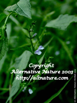 mad dog skullcap herb picture?Scutellaria lateriflora