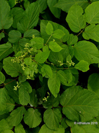 American Spikenard medicinal plant