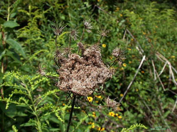 wild carrot seeds on plant