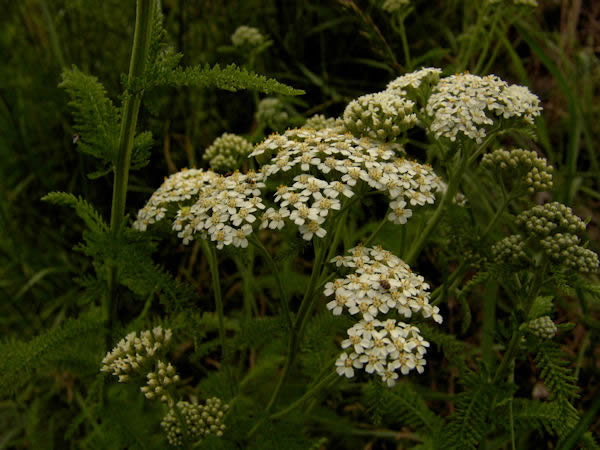 Yarrow herb flowering pictures